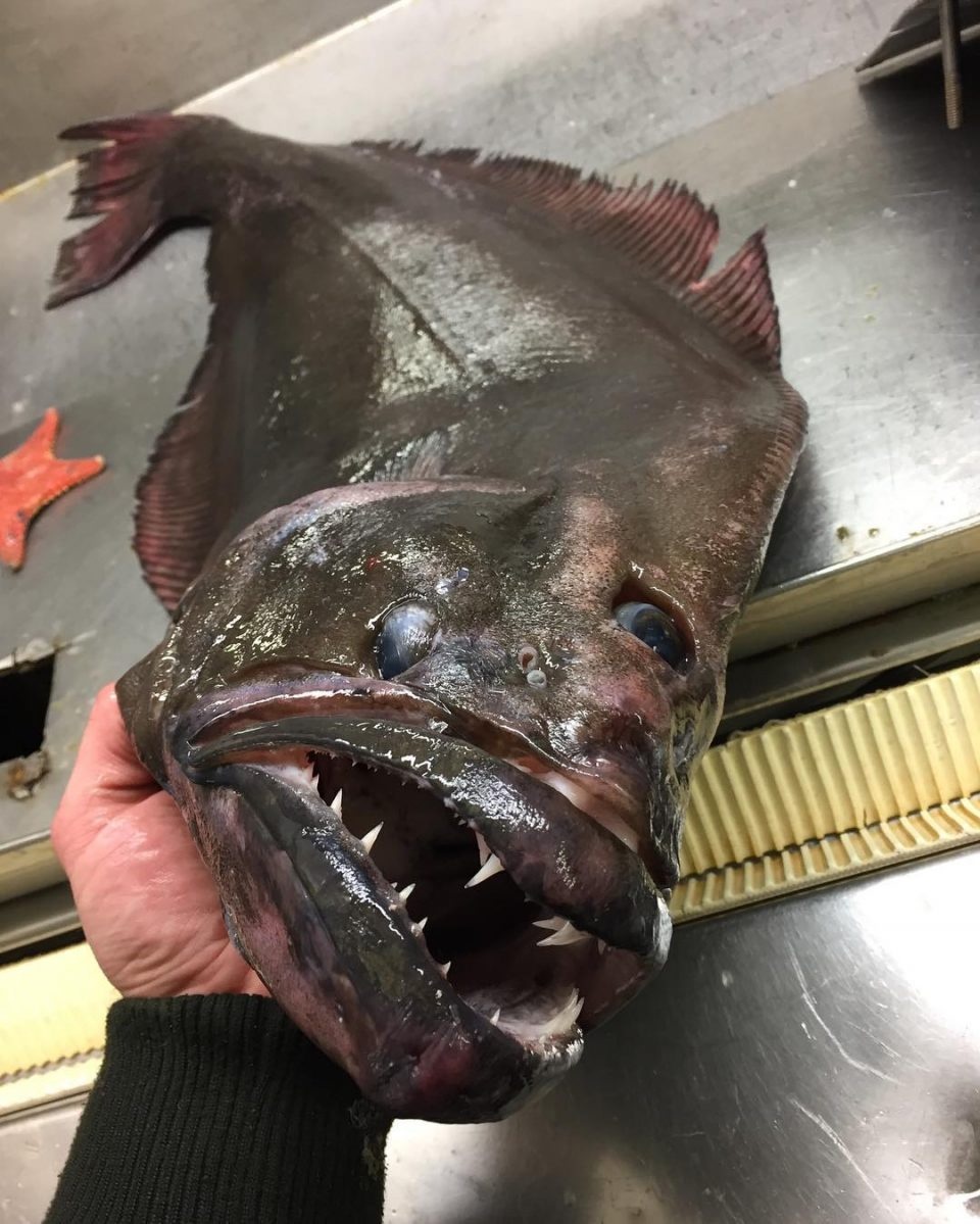 страшная рыба которую продают без головы фото